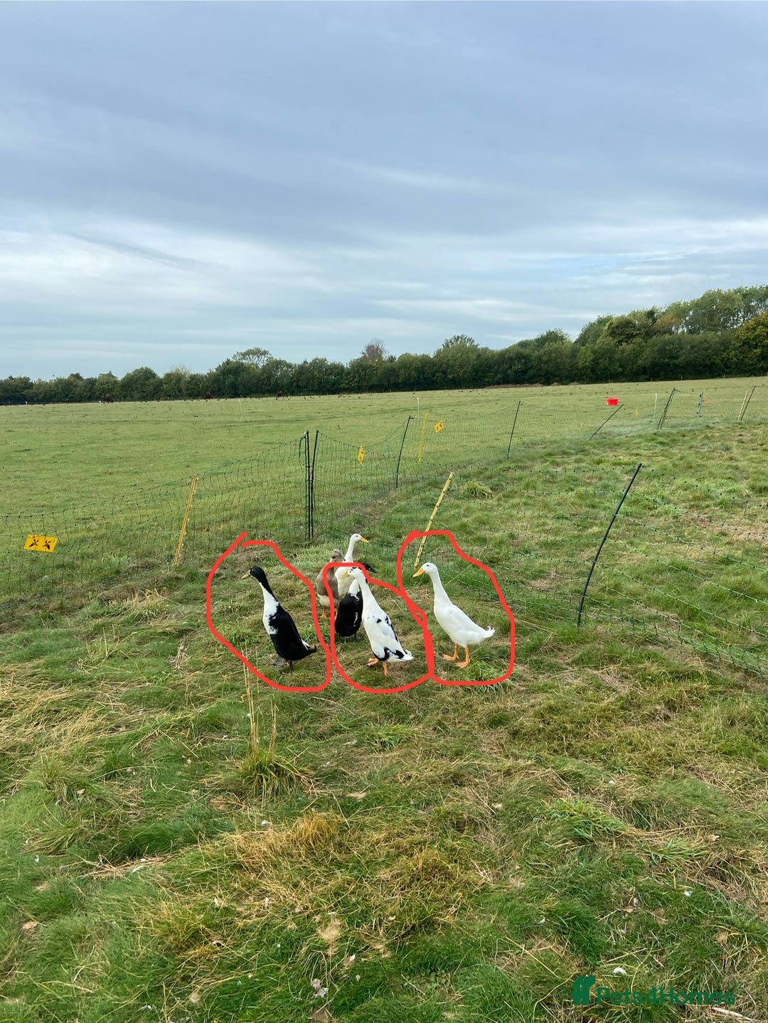 Ducks poultry for sale: 3 x male Indian runner ducks - Image 1