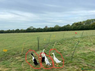 Ducks poultry - Advert 16