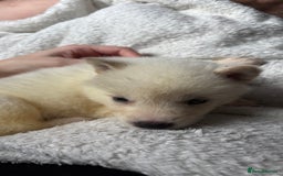 Akita dogs for sale: 4 American Akita puppies left. Ready 13th august! - Image 6