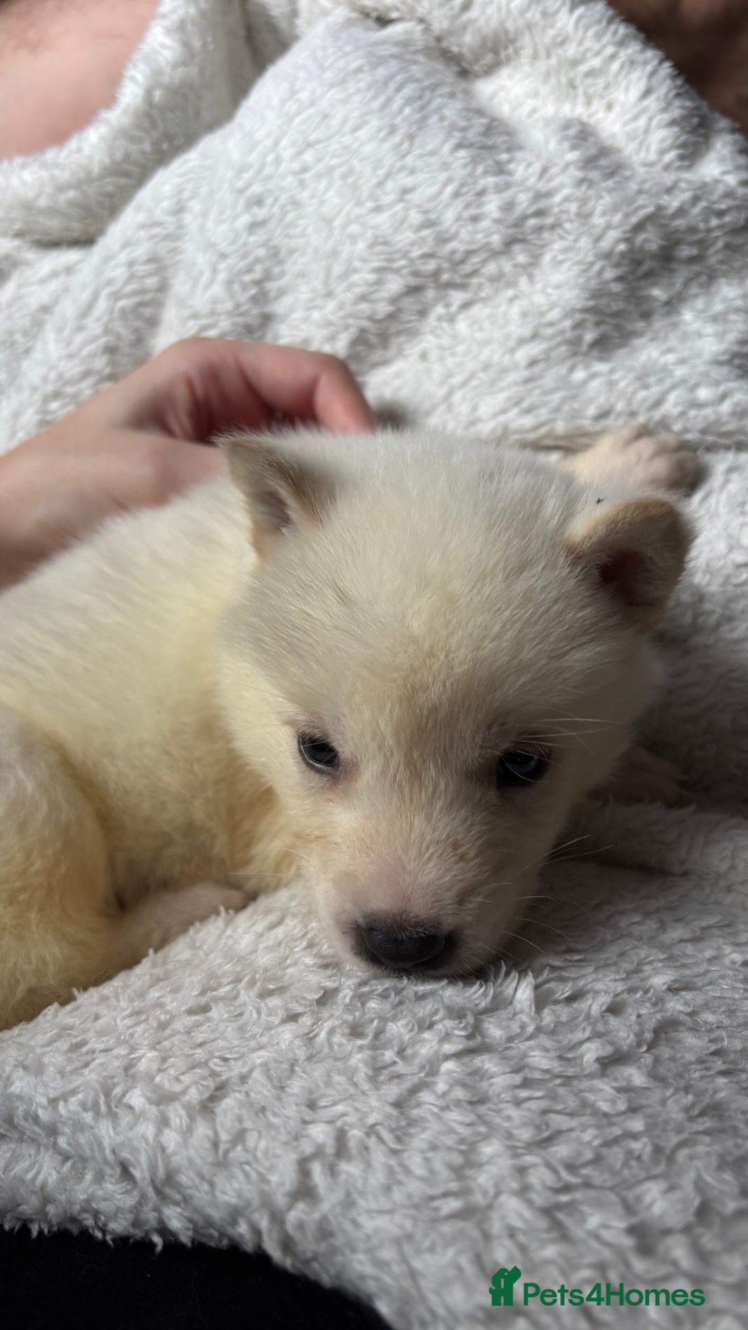 Akita dogs for sale: 4 American Akita puppies left. Ready 13th august! - Image 6