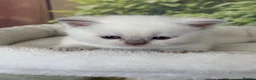 British Shorthair cats for sale: stunning british shorthair  - Advert 34