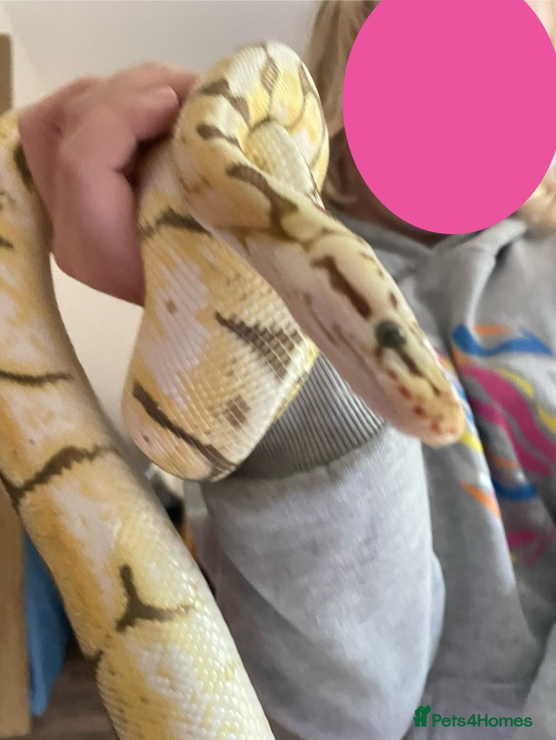 Python Snake reptiles for sale: Royal Python & enclosure - Image 4