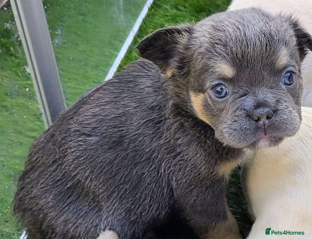 French Bulldog dogs for sale: New shade french bulldogs - Advert 26