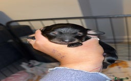 Miniature Dachshund dogs for sale: Stunning miniature dachshund puppies  - Image 6