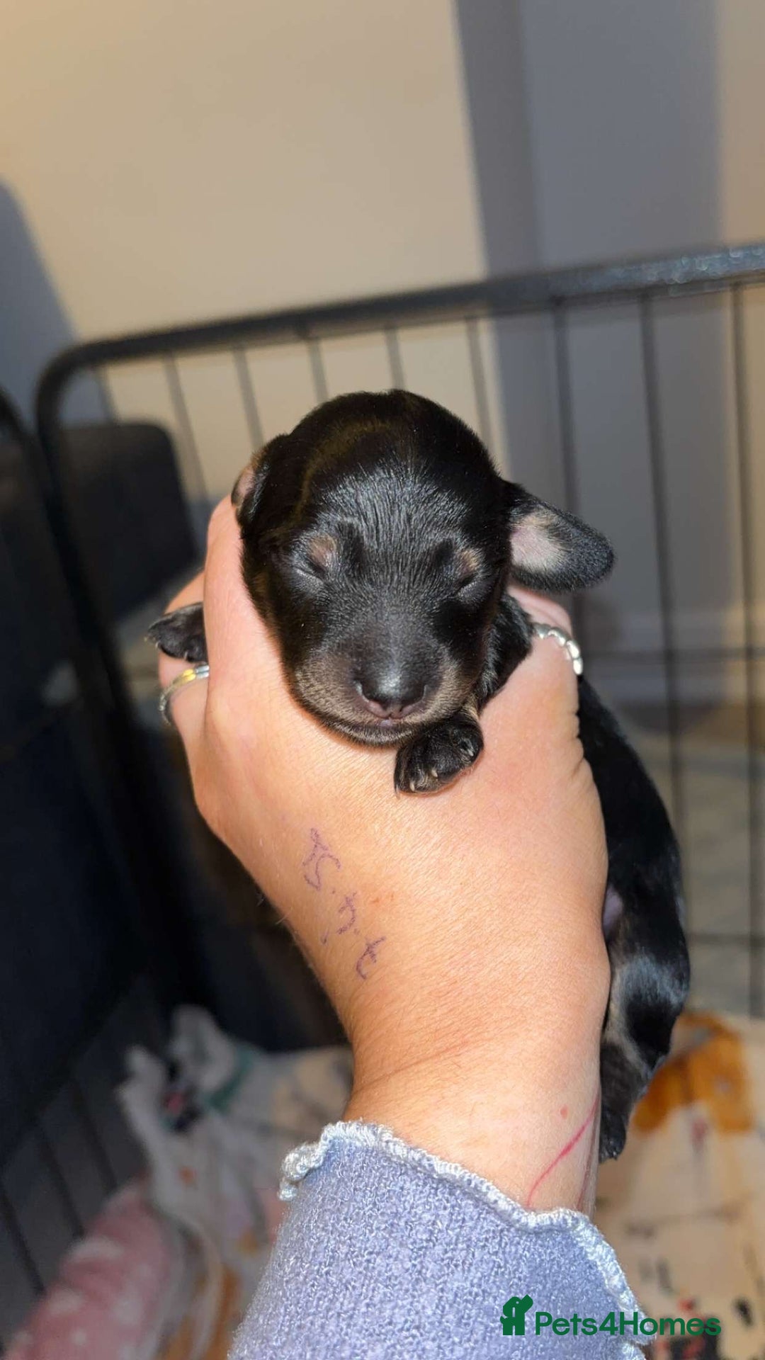 Miniature Dachshund dogs for sale: Stunning miniature dachshund puppies  - Image 6