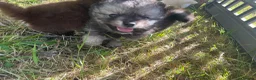 Pomsky dogs for sale: Pomsky puppies  - Advert 11