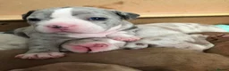 American Bully dogs for sale: Lilac Merle Pocket Bully bitches available  - Advert 13