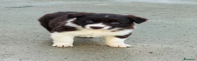 Border Collie 6