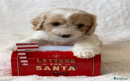 Cavapoo dogs for sale: Cavapoo *Licensed* Ready 2nd Dec. - Advert 2