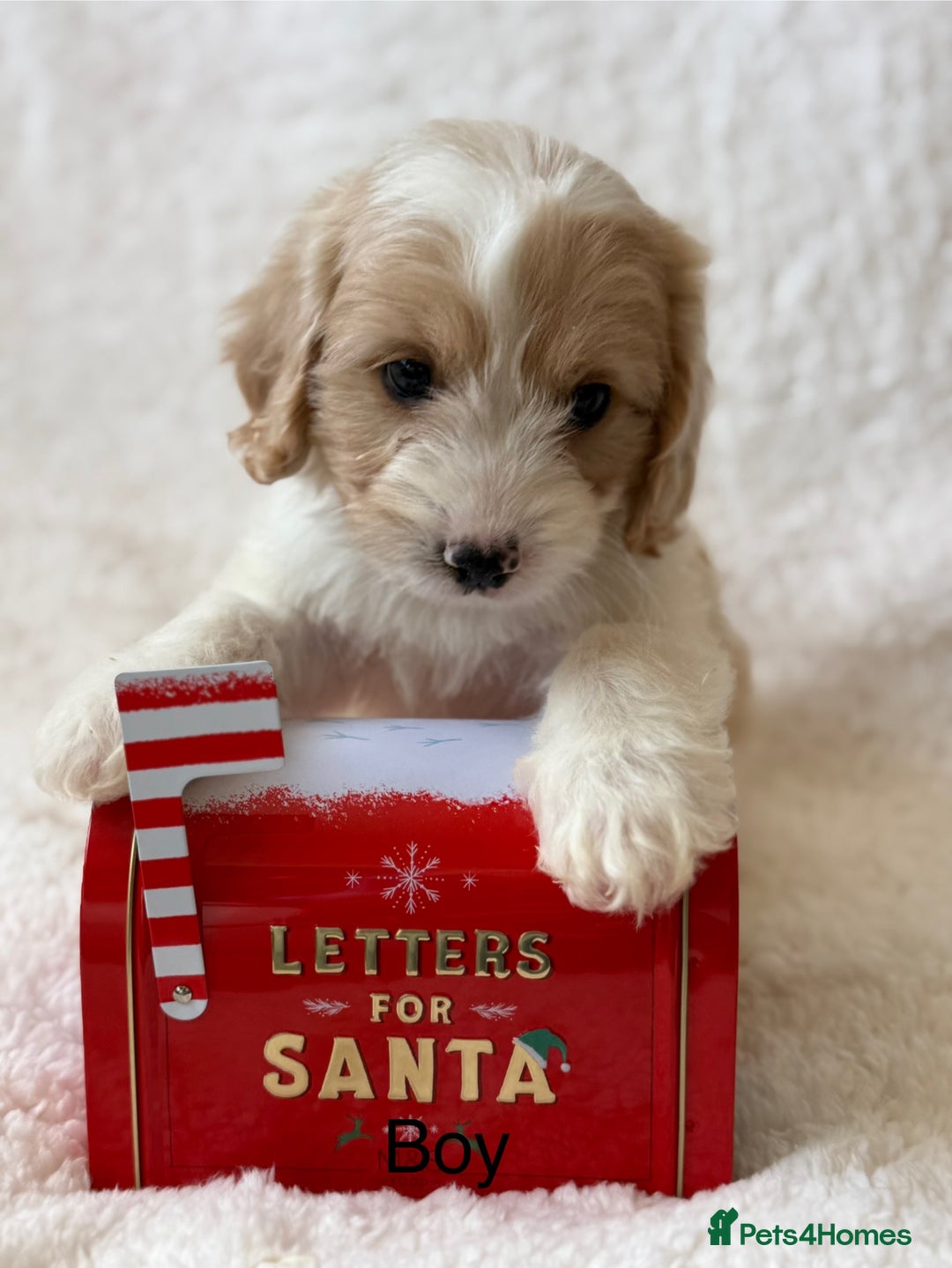 Cavapoo dogs for sale: Cavapoo *Licensed* Ready 2nd Dec. - Advert 2