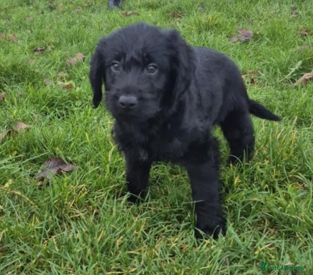 Labradoodle dogs for sale: F1 labradoodles READY NOW - Advert 16