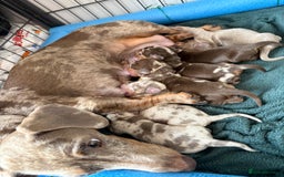 Miniature Dachshund dogs for sale: 5 miniature dachshunds for sale - Image 2