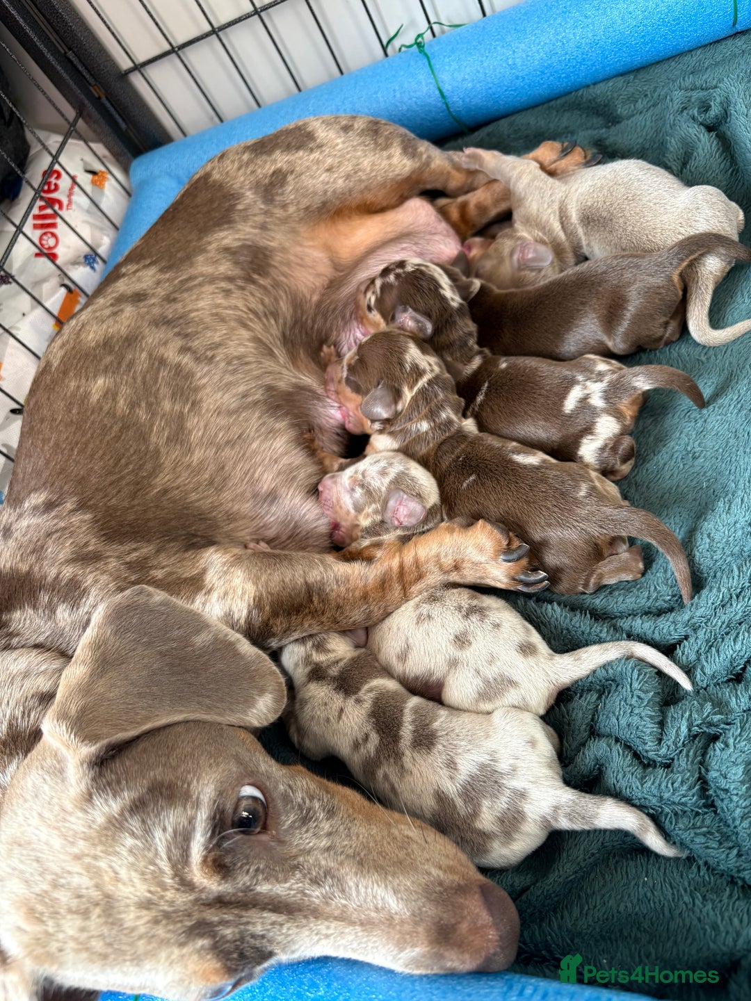 Miniature Dachshund dogs for sale: 5 miniature dachshunds for sale - Image 2