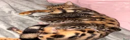 Bengal cats for sale: Pure Bengal kittens  in Oswestry - Advert 13