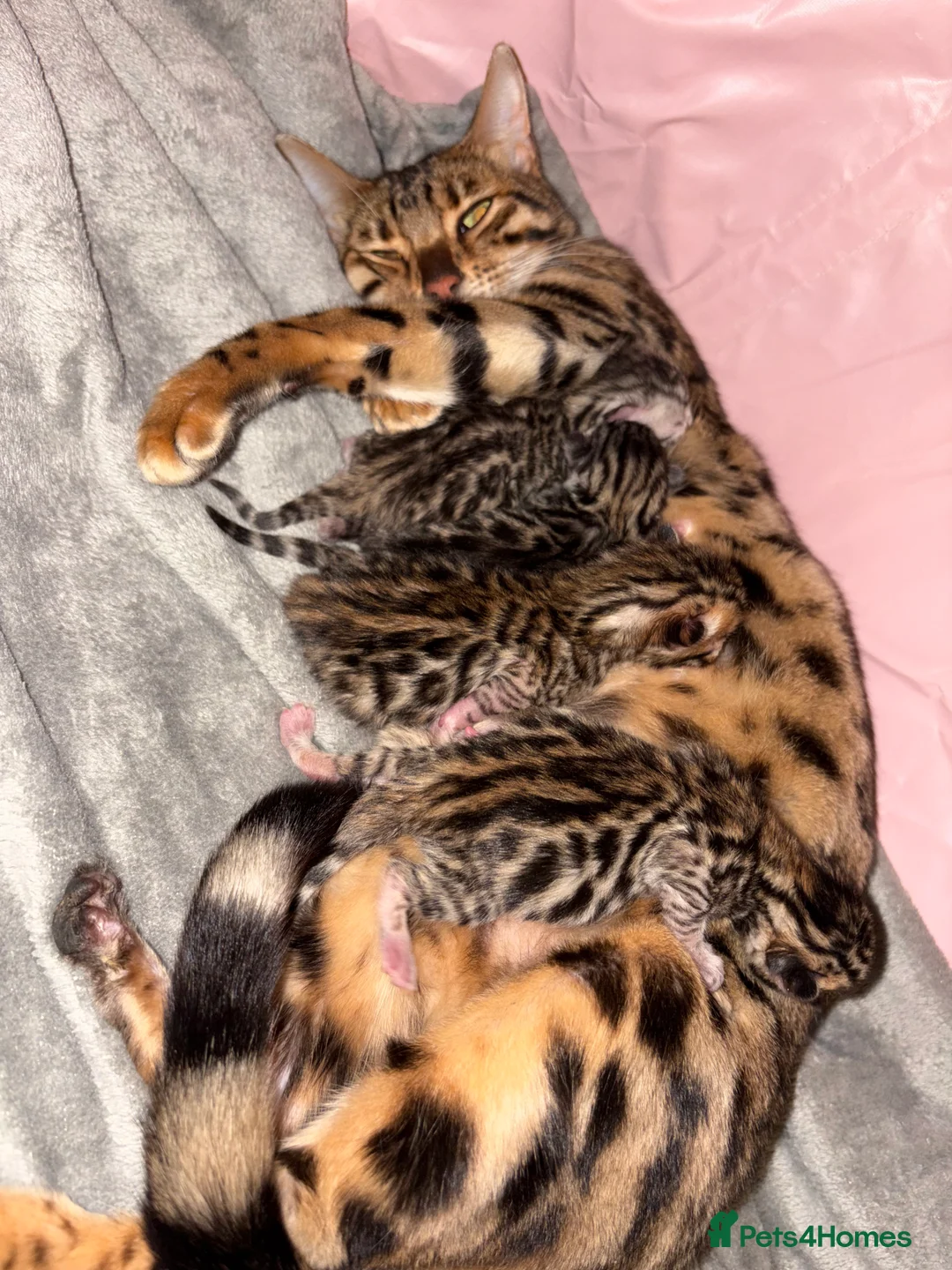 Bengal cats for sale: Pure Bengal kittens  in Oswestry - Advert 13