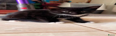 Miumiu