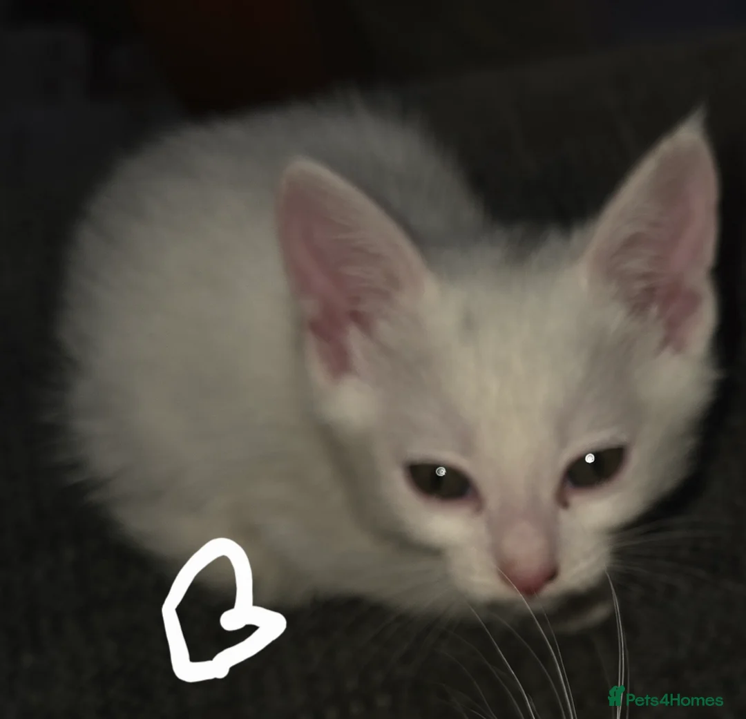 Mixed Breed cats for sale: Kittens  - Advert 10