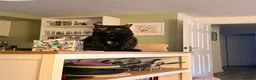 Domestic Shorthair cats for sale: 2 Gorgeous Girls for Re-homing - Advert 26