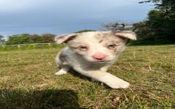 Border Collie dogs for sale: Kennel Club Border Collie Puppies For Sale - Image 24