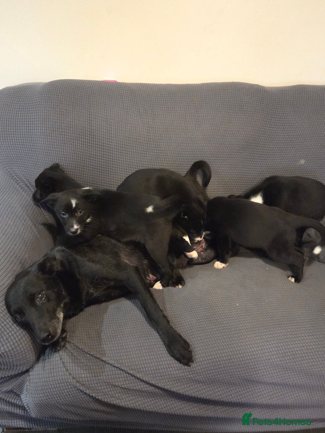 Australian Kelpie dogs for sale: Kelpie x pups - Advert 2