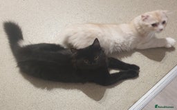 Mixed Breed cats for sale: Adorable Kittens♥️ - Image 1