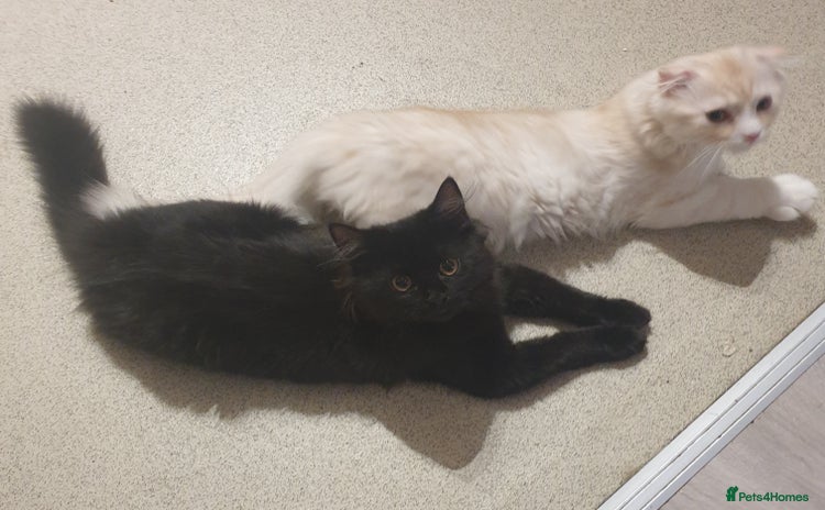 Mixed Breed cats - Advert 8