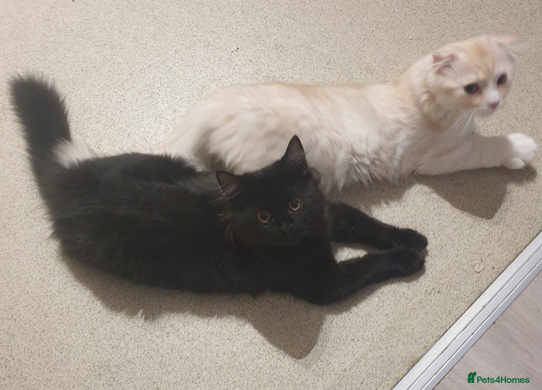 Mixed Breed cats for sale: Adorable Kittens♥️ - Image 1