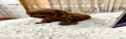 Toy Poodle dogs for sale: Asian toy poodle red brown  - Advert 2