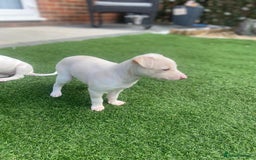 Italian Greyhound dogs for sale: Italian greyhound puppies - Image 15