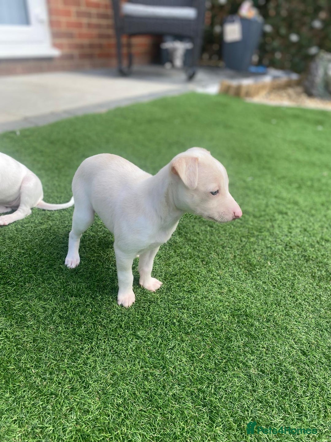 Italian Greyhound dogs for sale: Italian greyhound puppies - Image 15