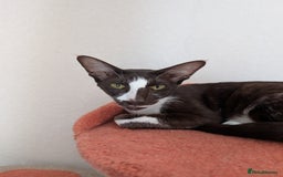 Oriental cats for sale: Orientals for sale  - Image 11