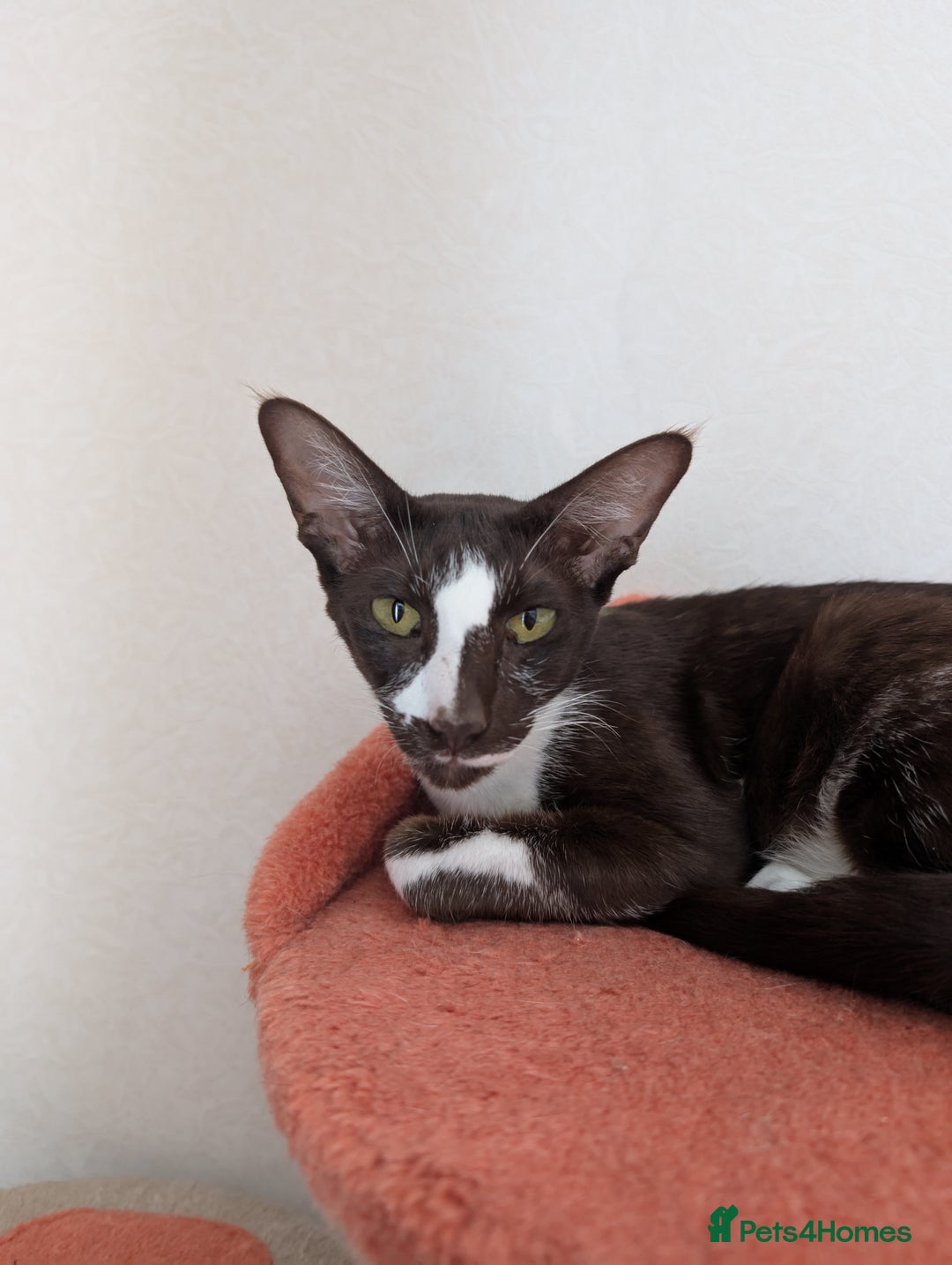 Oriental cats for sale: Orientals for sale  - Image 11