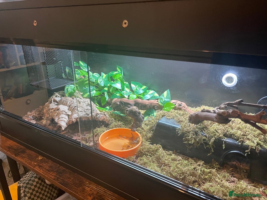 Snake reptiles for sale: Baby Royal (Ball) Python with all accessories  - Image 5