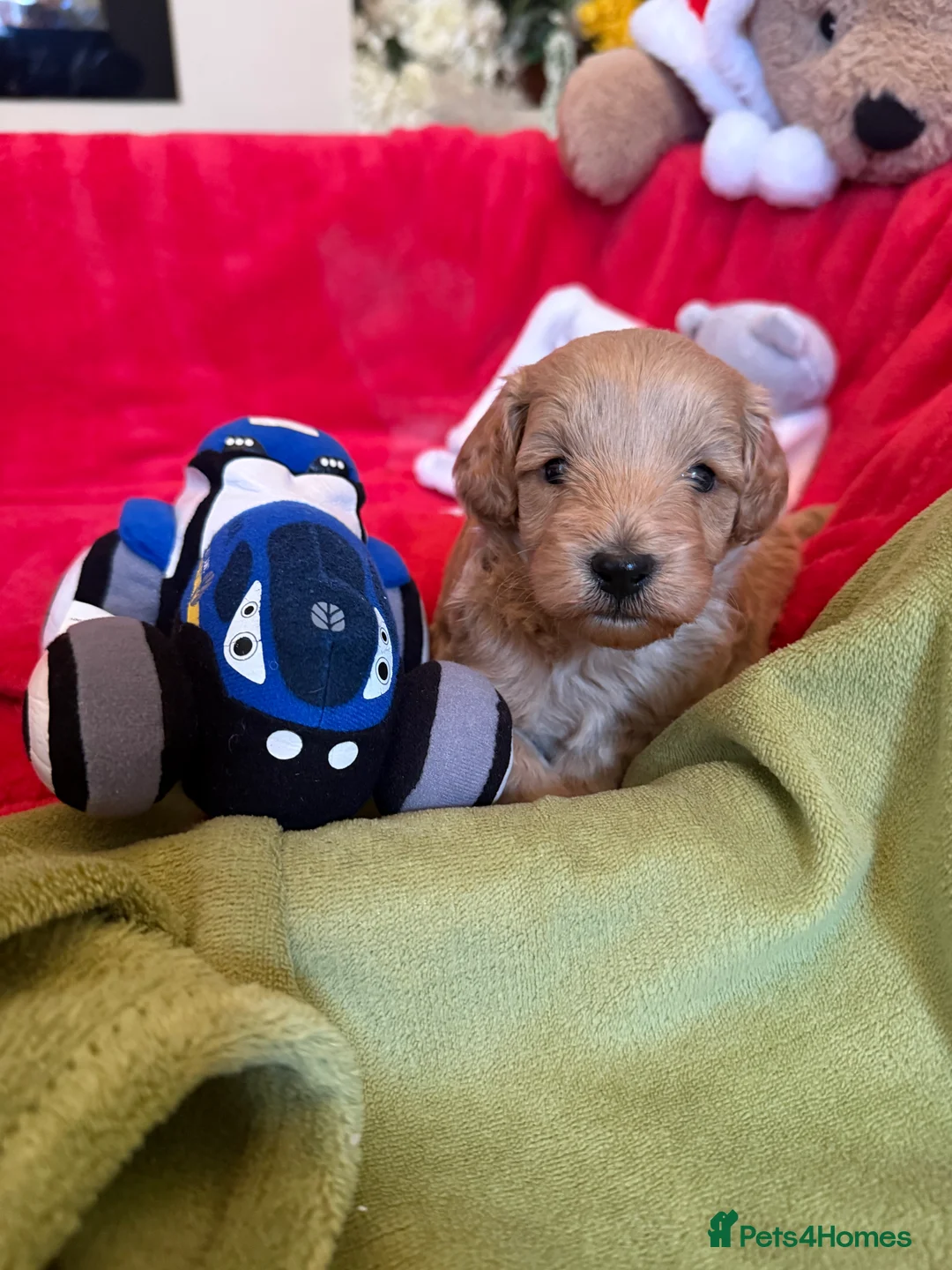 Cavapoo dogs for sale: Adorable Cavapoo Puppies for Sale 🐶� in Walsall - Advert 2