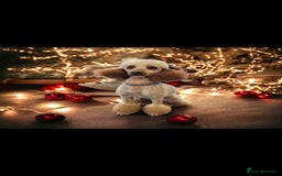 Miniature Poodle dogs for stud: EXTENSIVELY HEALTH TESTED POODLE FOR STUD - Image 1