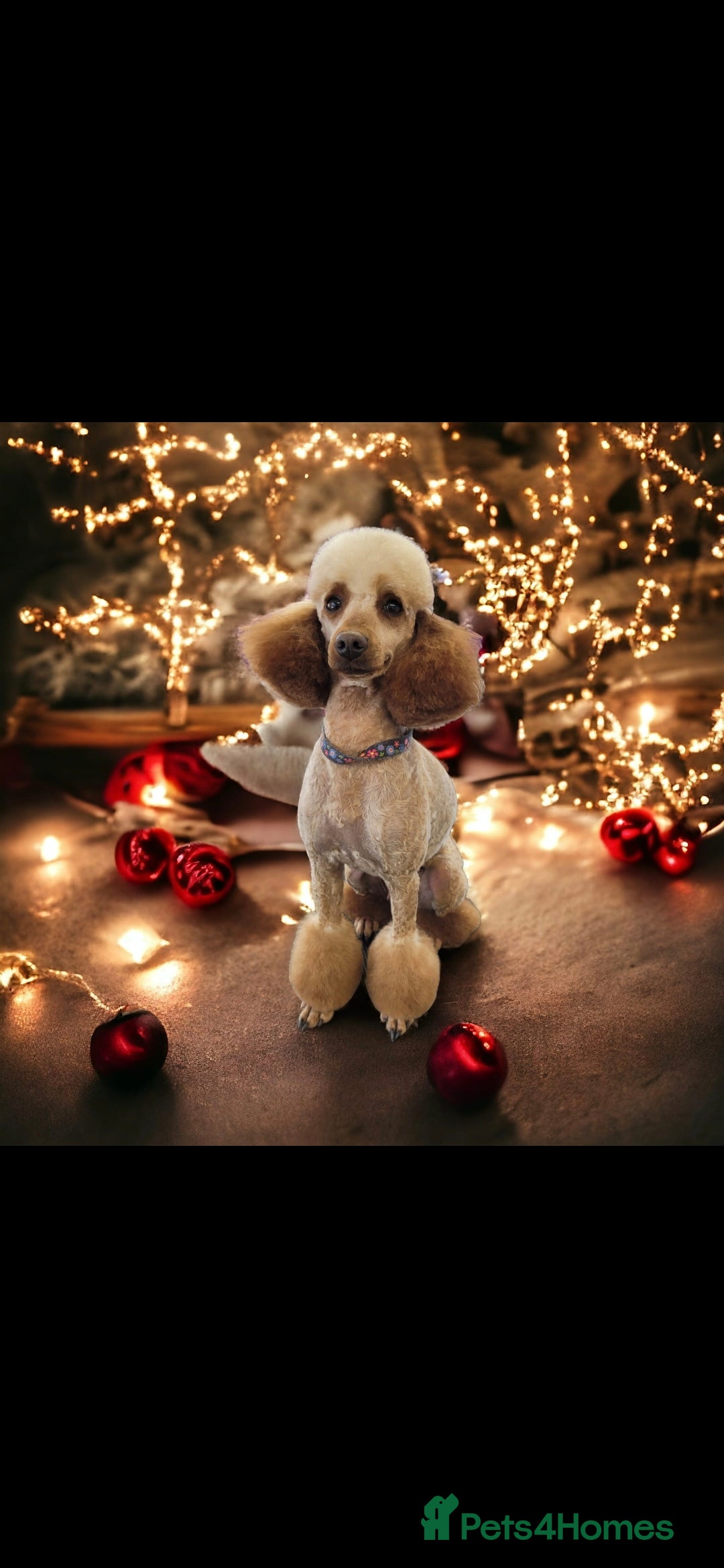 Miniature Poodle dogs for stud: EXTENSIVELY HEALTH TESTED POODLE FOR STUD - Image 1