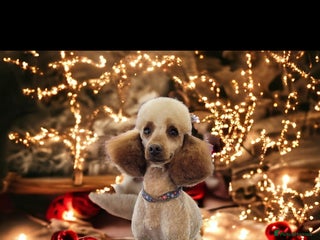 Miniature Poodle dogs - Advert 17