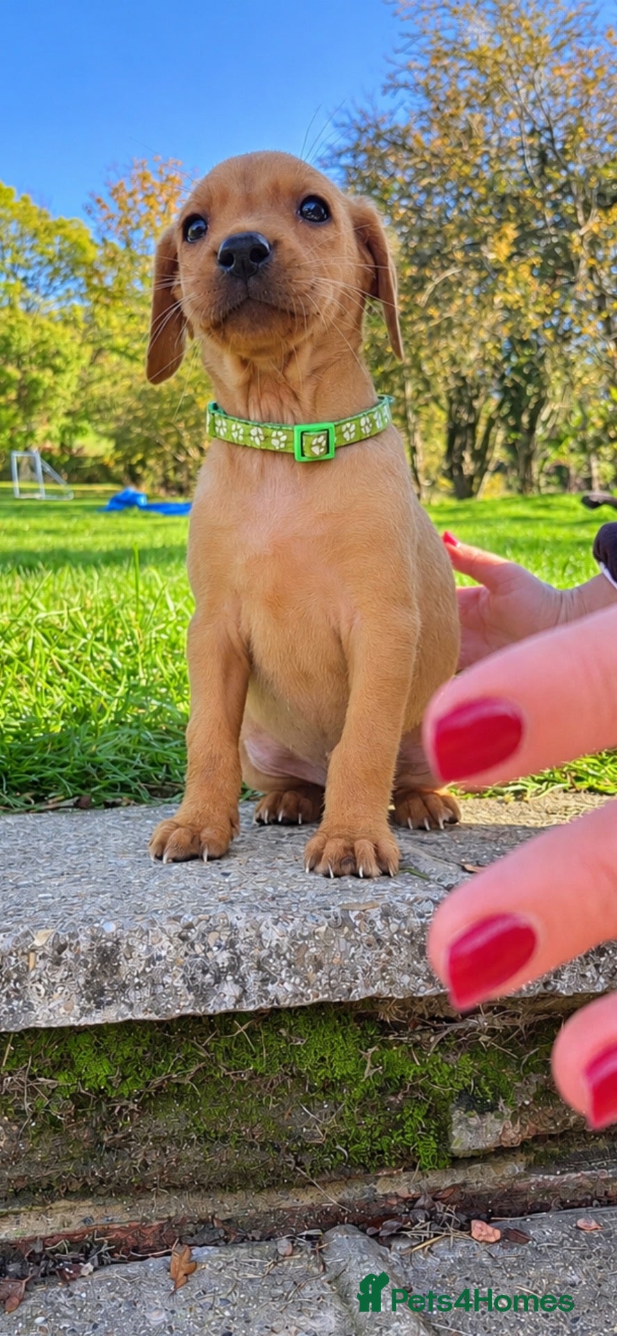 Labrador Retriever dogs for sale: ❤️ ready to leave❤️ Labrador retriever puppies - Advert 1