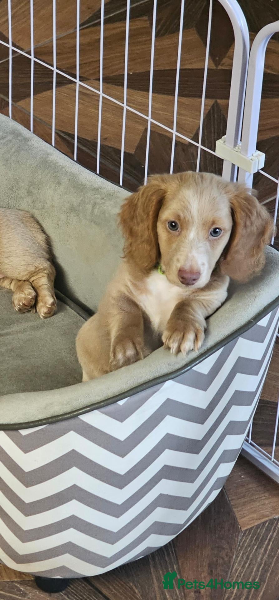 Miniature Dachshund dogs 🐾READY NOW fully vaccinated longhaired boy left🐾 - Advert 19