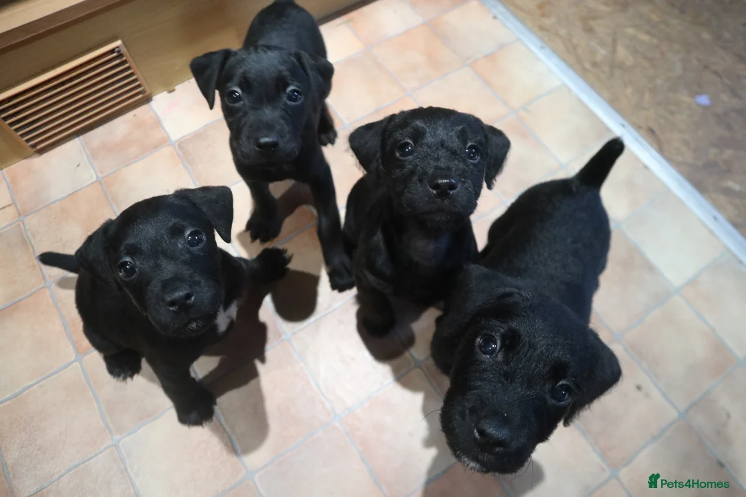 Patterdale Terrier dogs for sale: Patterdale Terrier  - Advert 1