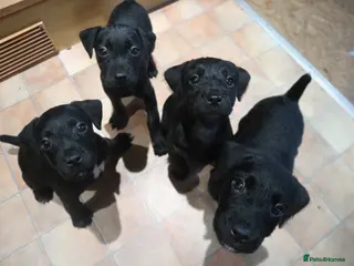 Patterdale Terrier dogs Patterdale Terrier - Advert 1