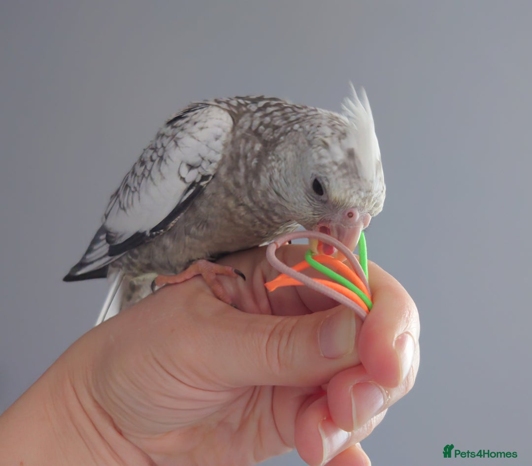 Cockatiels birds for sale: Hand reared silly tame DNA sexed baby cockatiels  - Image 24