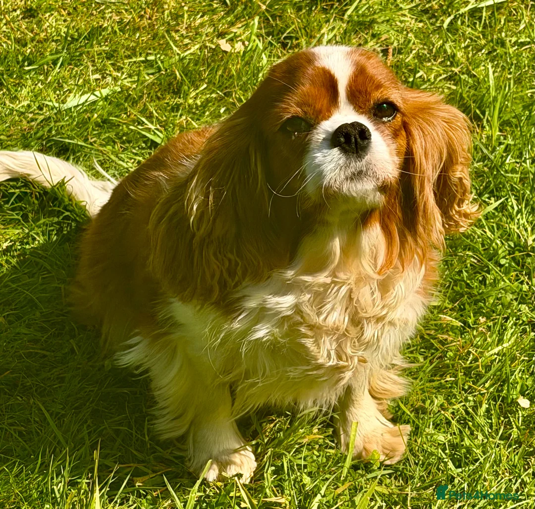 Cavalier King Charles Spaniel dogs for adoption: 🐾 FIONA – Female Cavalier King Charles Spaniel 🐾 - Advert 2