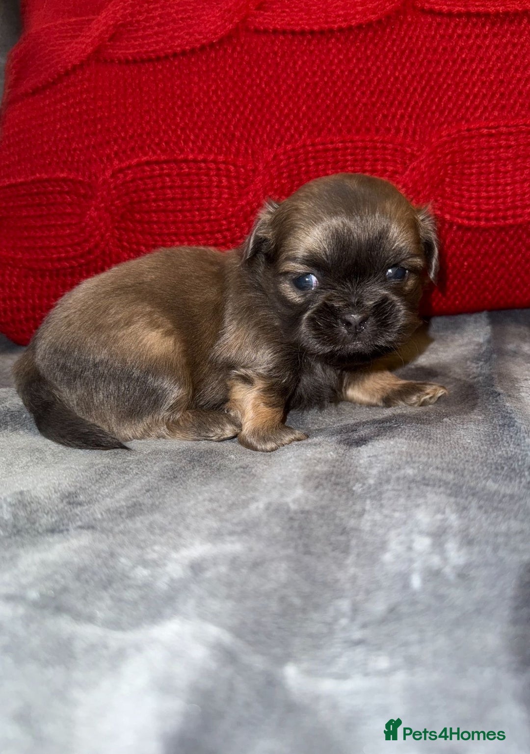 Shih Tzu dogs for sale: 🧡💜Stunning KC Registered Shih Tzu Puppies🧡💜 - Advert 14