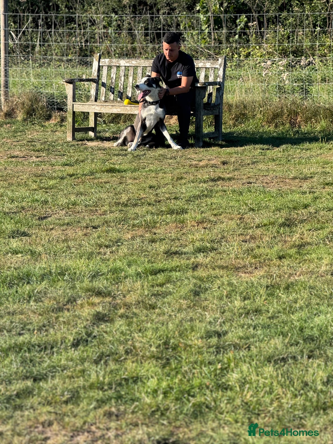 Mixed Breed dogs for sale: German shepherd cross border collie  - Advert 6