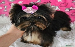 Yorkshire Terrier dogs for sale: Tiny Miniature Yorkshire Terrier puppies  - Image 12