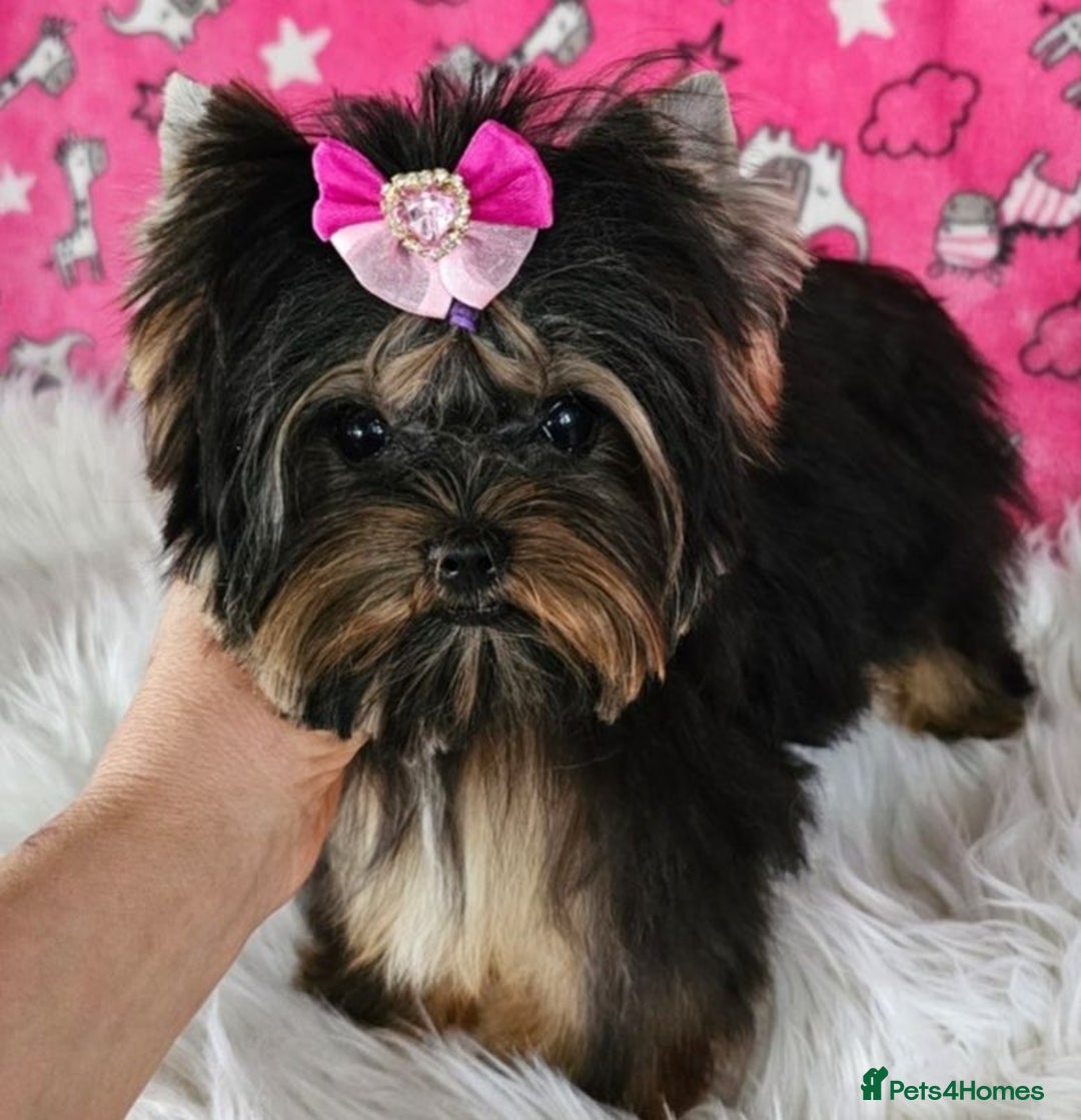 Yorkshire Terrier dogs for sale: Tiny Miniature Yorkshire Terrier puppies  - Image 12