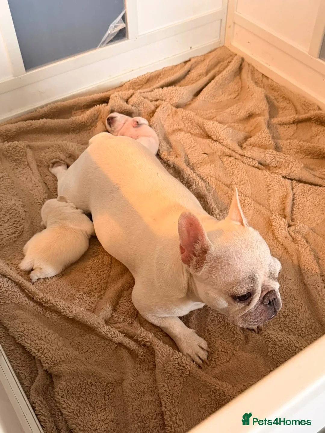 Frug dogs for sale: Beautiful frug girls for sale  in Ilkeston - Advert 2