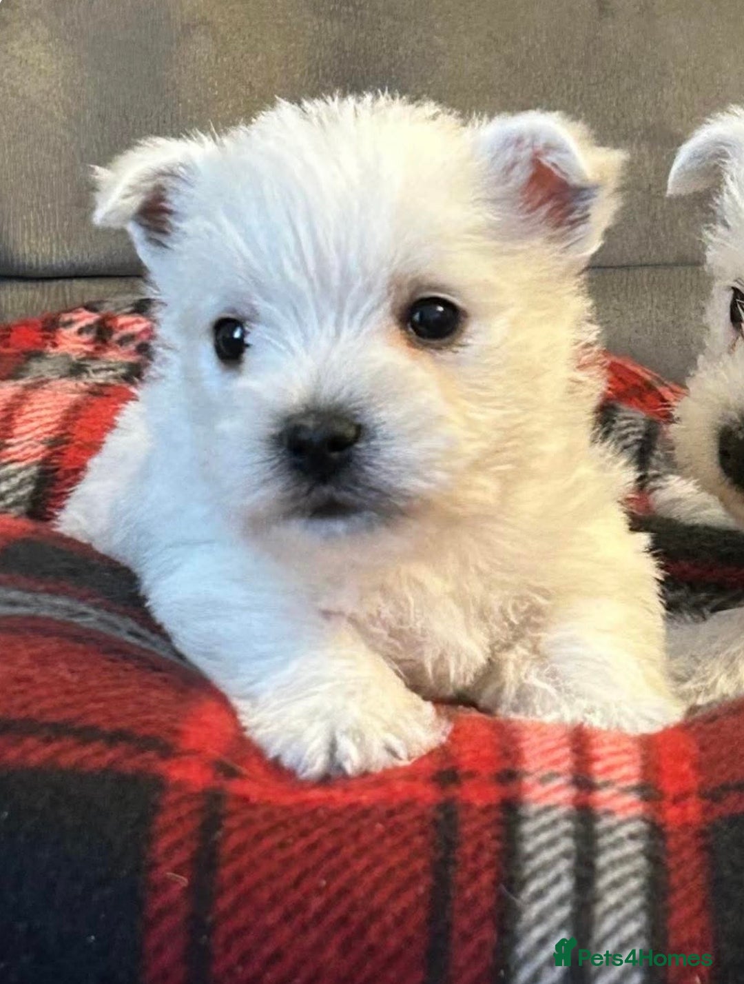 West Highland Terrier dogs for sale: Stunning west highland terrier puppies  - Advert 7