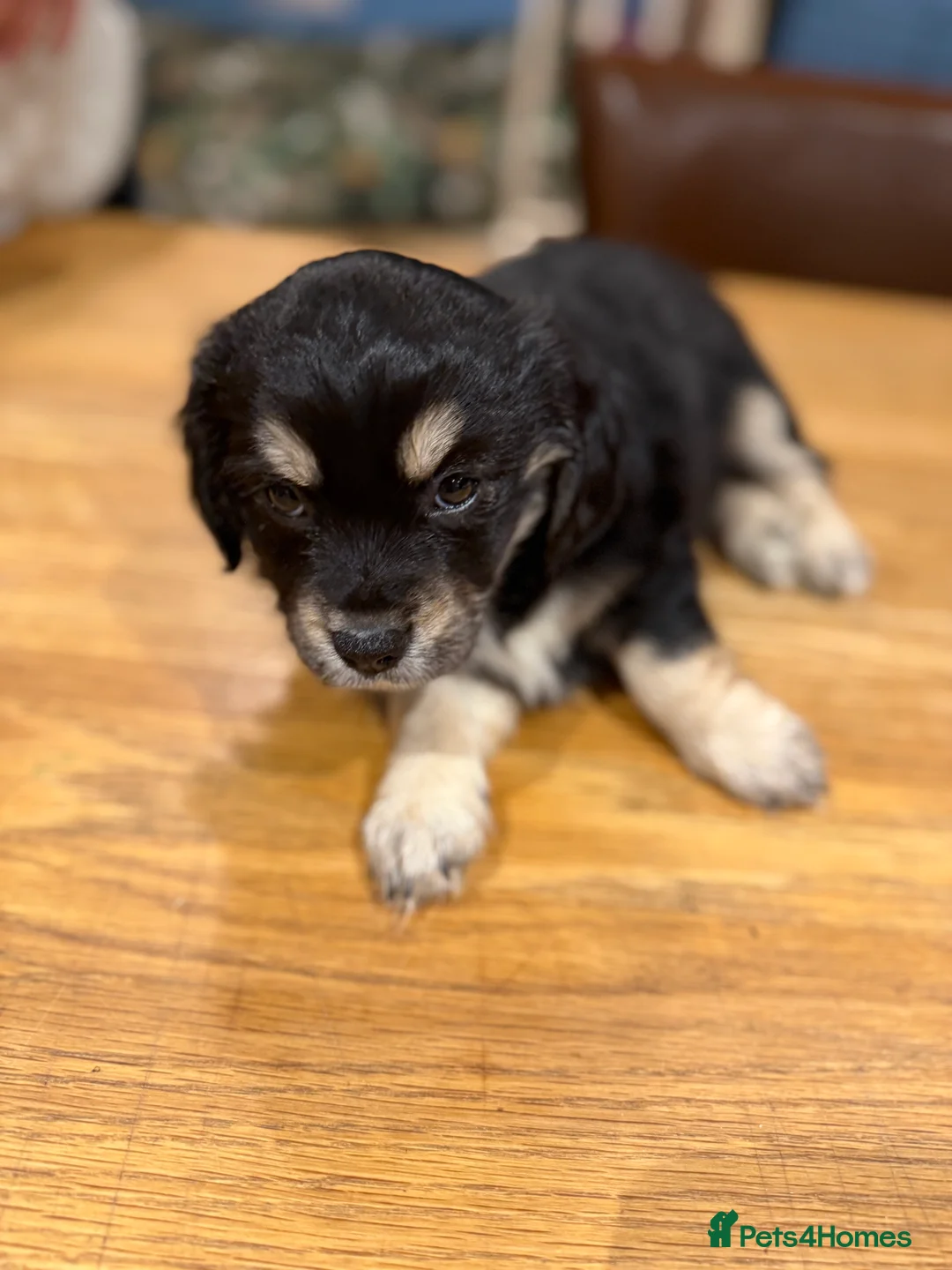 Mixed Breed dogs for sale: Chi-spaniels  - Advert 5